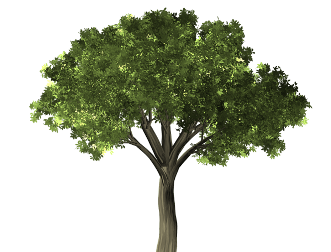 big-tree_orig